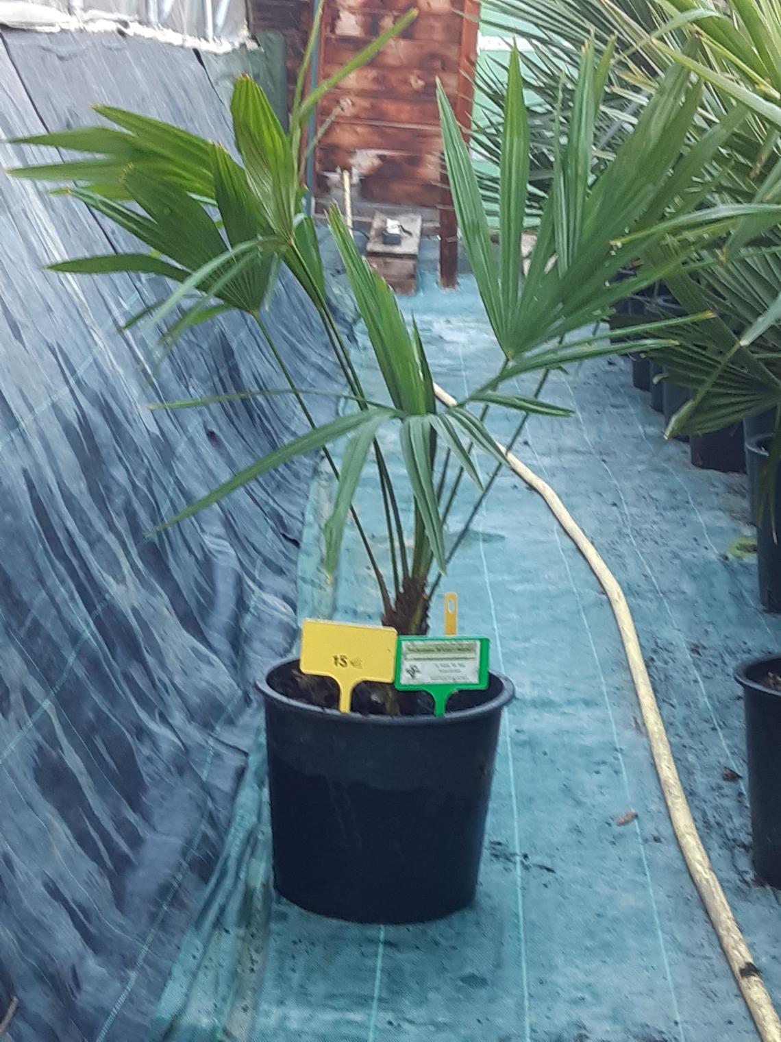 Trachycarpus nainital en vente La Palma del Mas